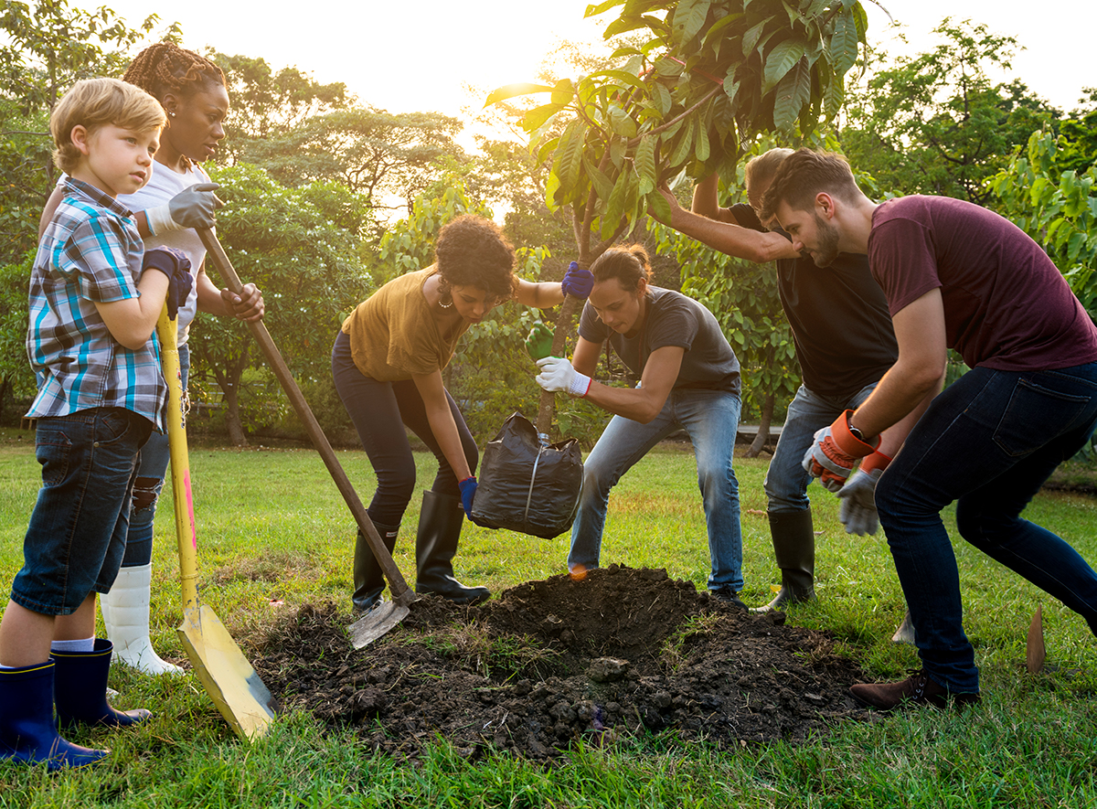 group of young people plant a tree