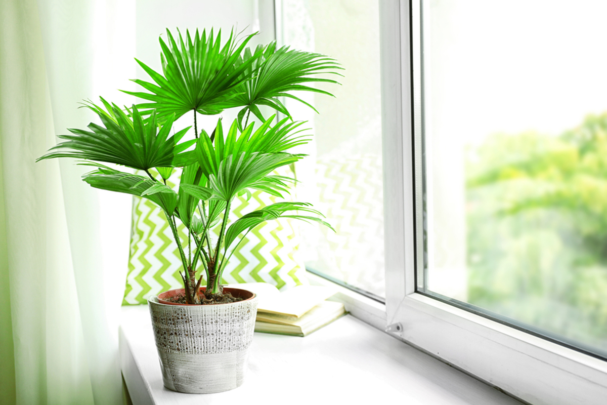 green houseplant sits on windowsill next to sunny window