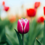 close up image of pink tulip
