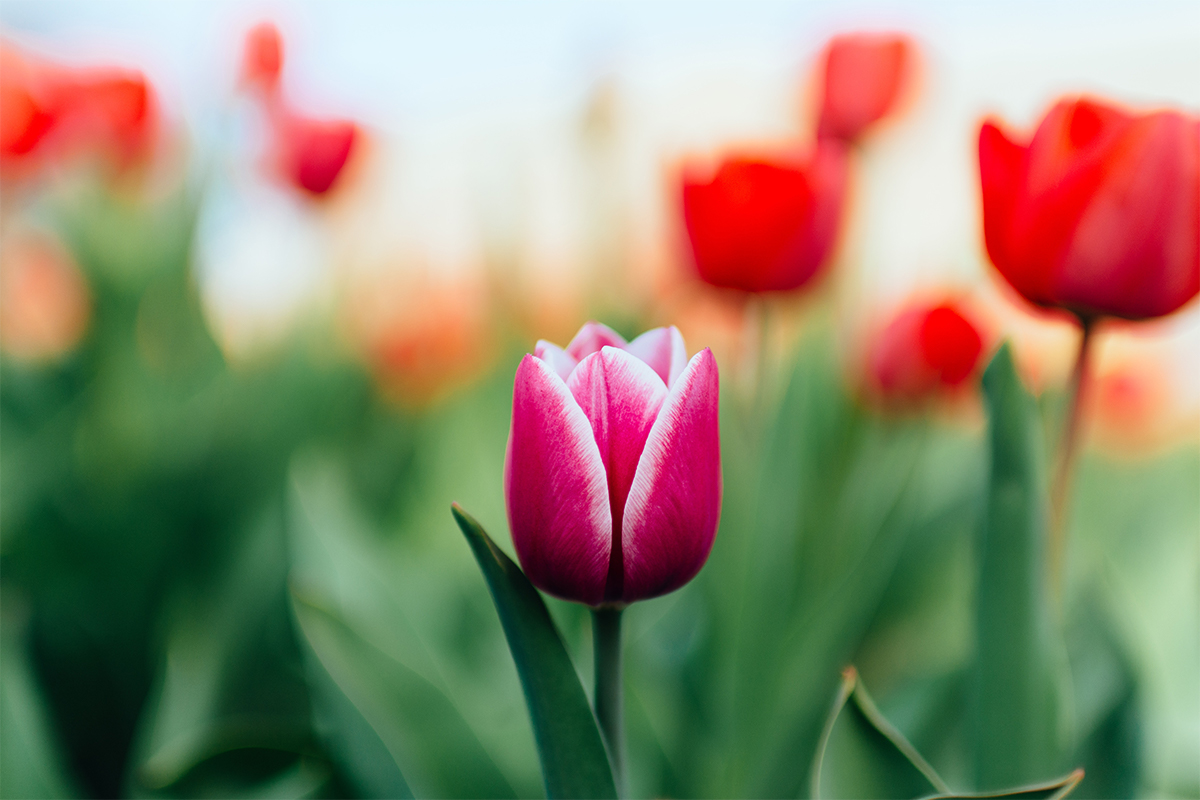 close up image of pink tulip