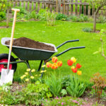 wheelbarrow full of dirt sits on lawn next to shovel and flowers