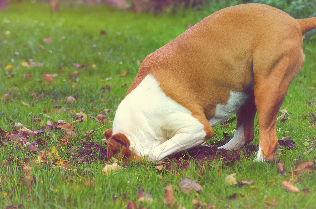 image of a dog digging in the dirt