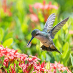 hummingbird hovers above red flowers