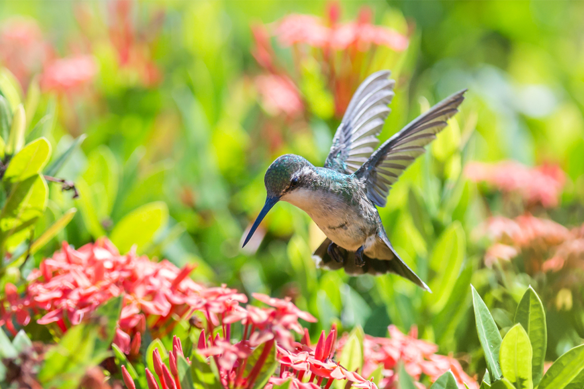 hummingbird hovers above red flowers