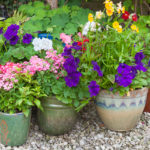colorful flowers and plants in pots in garden
