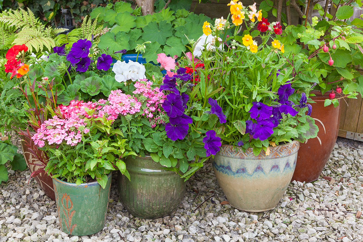 colorful flowers and plants in pots in garden