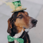 dog wears green bowtie and green top hat