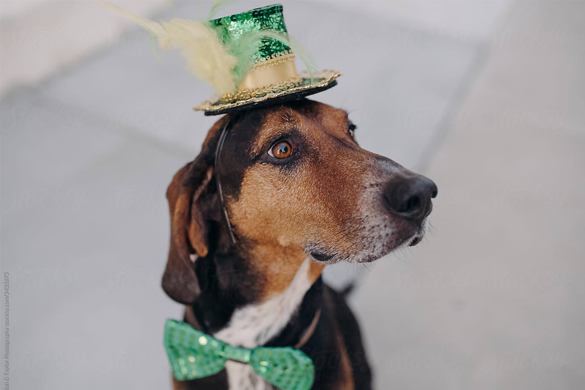 dog wears green bowtie and green top hat