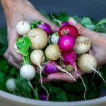 person holding bunch of colorful radishes just pulled from a garden