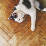 white cat with black spots laying on a wooden floor
