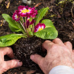man plants colorful flower in dirt