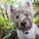 small dog with dirt on his face