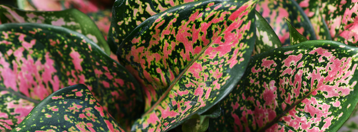 close-up of green and pink houseplant leaves