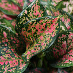 close-up of green and pink houseplant leaves