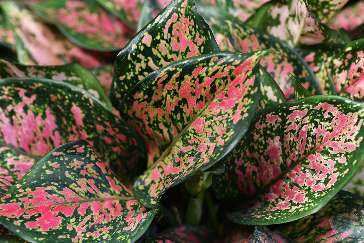 Here Are The Hottest Houseplants for 2021 FNHW Blog