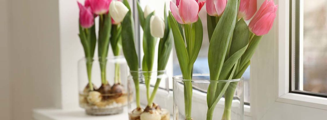 pink tulips on white windowsill