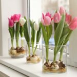 pink tulips on white windowsill