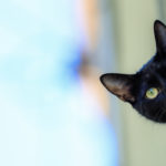 black domestic cat peeks around wall