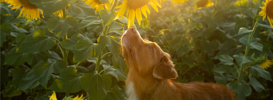 large brown dog stands in a field of sunflowers