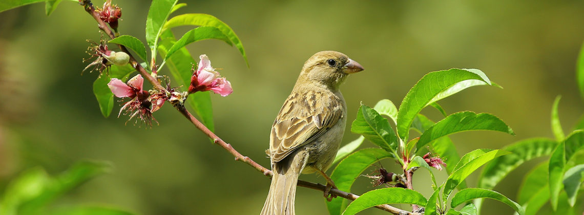 green bird sits on branch with flowers