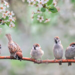 little birds sit on a branch covered in spring flowers