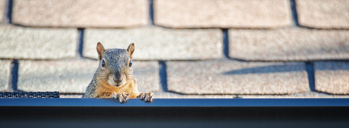 squirrel peeks out of gutter on roof