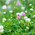 clover lawn with blooms
