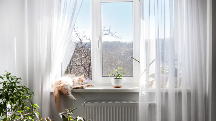 cat asleep in a windowsill