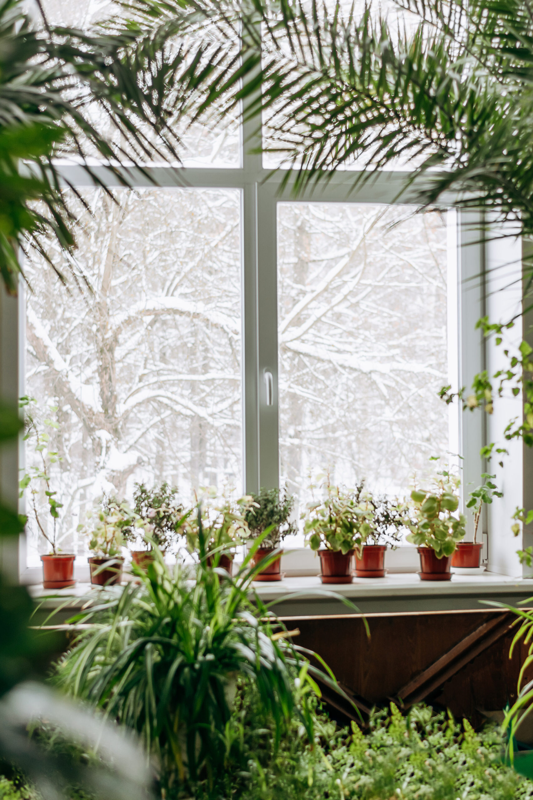 potted plants in a windowsill with a snowy landscape outside