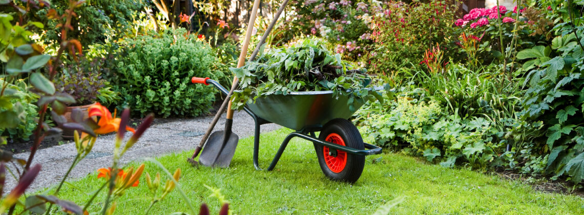 Wheel barrow with yard tools in the garden